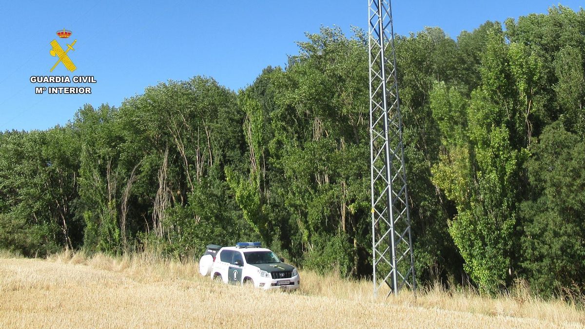 Investigado en Palencia por la muerte de aves en una línea eléctrica sin protección
