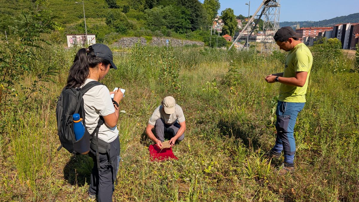 Un estudio de la Universidad de Oviedo identifica las mejores plantas autóctonas para regenerar solares degradados