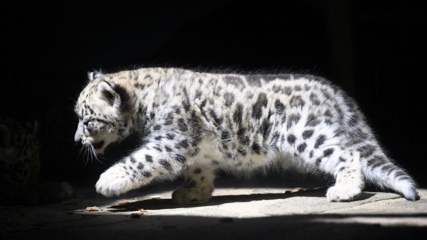 Nepal registra por primera vez 397 leopardos de las nieves en su territorio