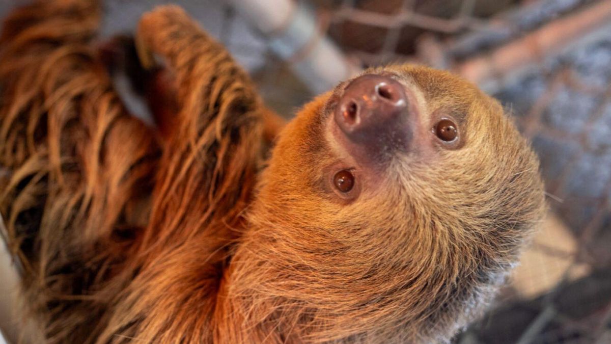Caso Sloth World: la tragedia de los perezosos exportados a Florida desde Perú y Guyana