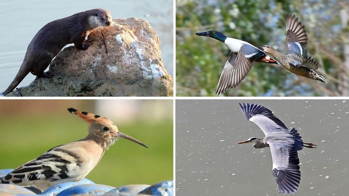 La sorprendente fauna del Guadalquivir en pleno casco urbano de Córdoba que descubren amantes de la fotografía y la naturaleza