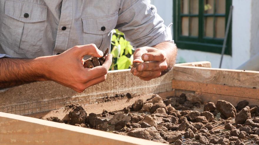 Cribado de restos encontrados en el yacimiento en La Orotava