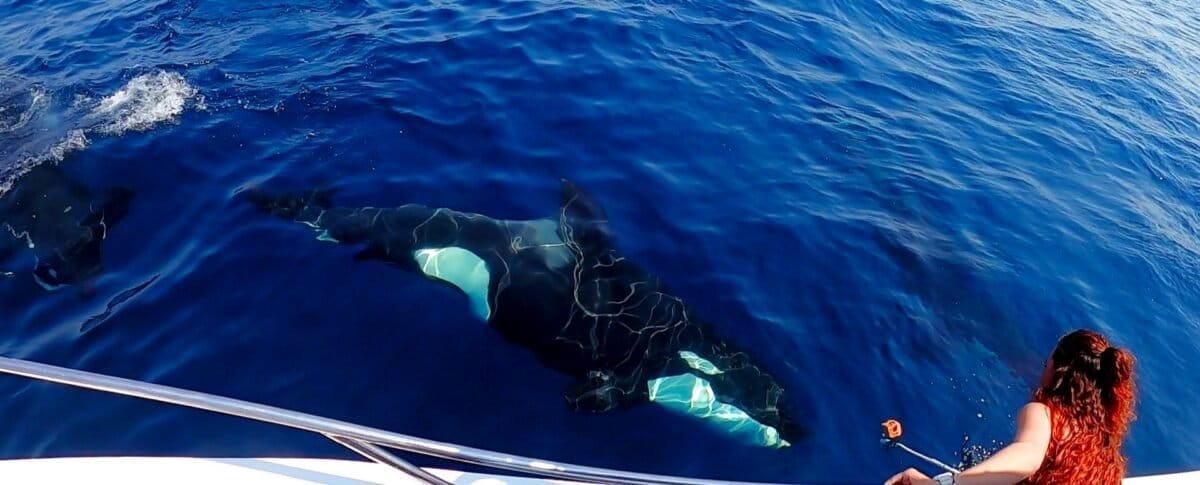 La investigadora Myriam Llamas González sumerge una cámara GoPro en las aguas del pacífico mexicano para documentar el comportamiento de una orca del ecotipo POT. Foto: cortesía Grupo Universitario de Investigación de Mamíferos Marinos (GUIMM) de la Facultad de Ciencias Marinas de la Universidad de Colima