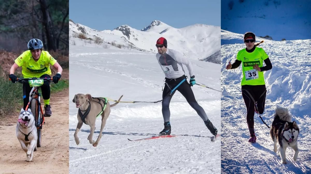 Los perros tiran del corredor en varias modalidades