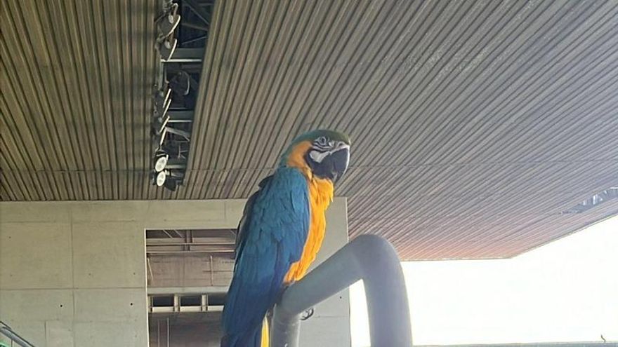 El guacamayo fugado del Zoo de Córdoba aparece en el estadio de El Arcángel
