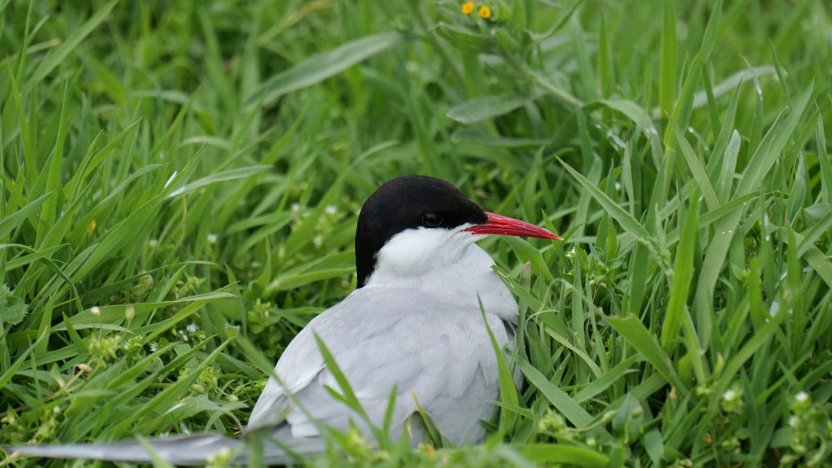 Más pequeña que una gaviota, esta elegante ave marina tiene el pico rojo y vuela miles de kilómetros para huir del frío