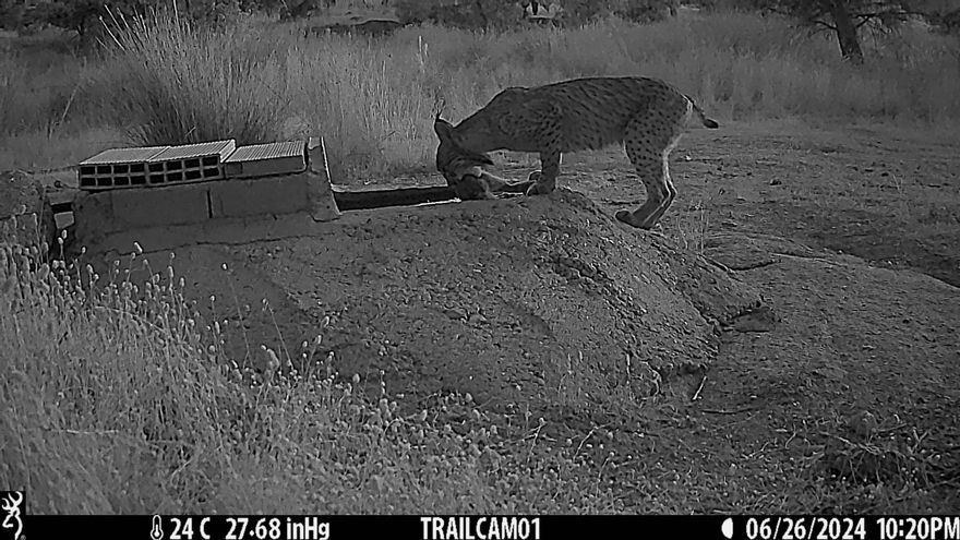 El misterio de las hembras de lince que remojan a los conejos para alimentar a sus crías