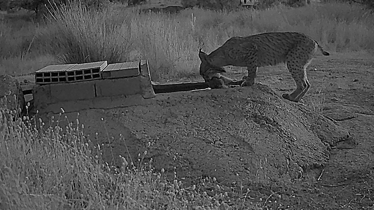 El misterio de las hembras de lince que remojan a los conejos para alimentar a sus crías