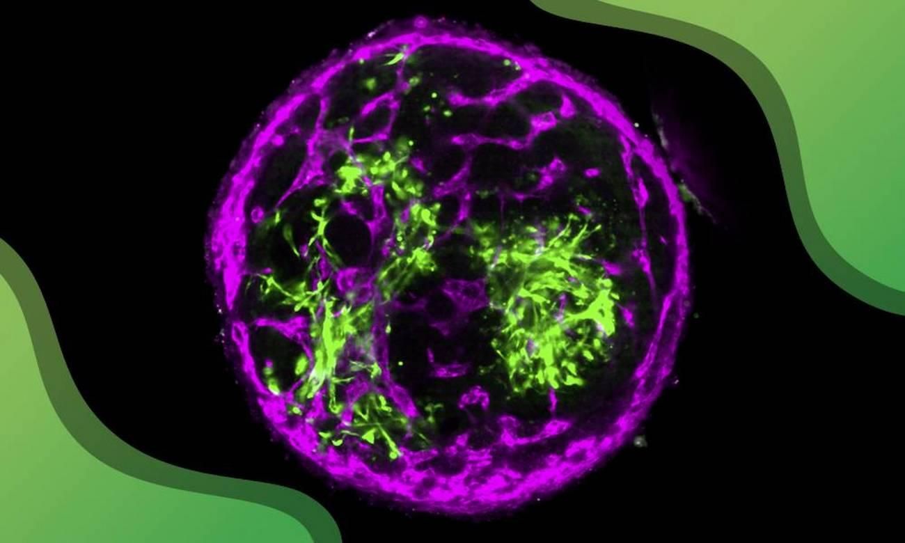 Tejido bovino creado en el laboratorio con fibras musculares y vasos sanguíneos.