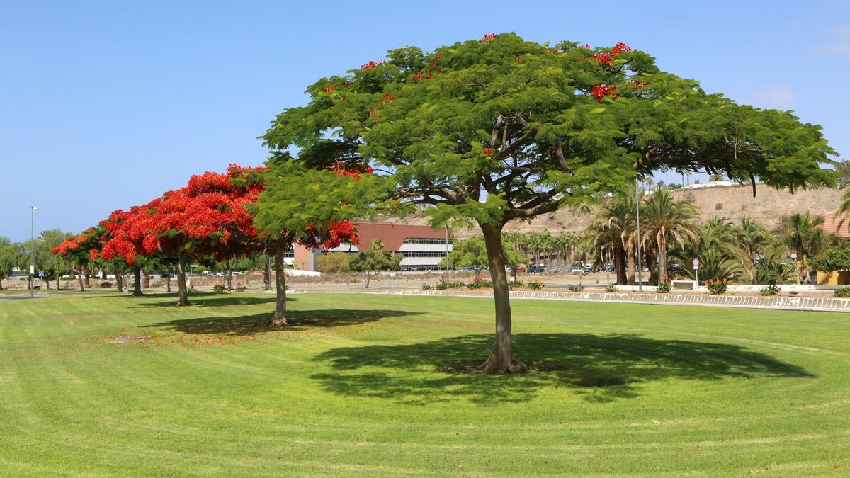 Árboles flamboyán en plazoleta de Maspalomas