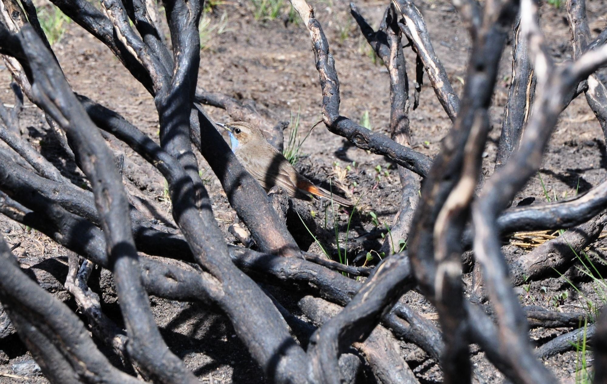 Un ruiseñor pechiazul en los Montes Aquilianos calcinados