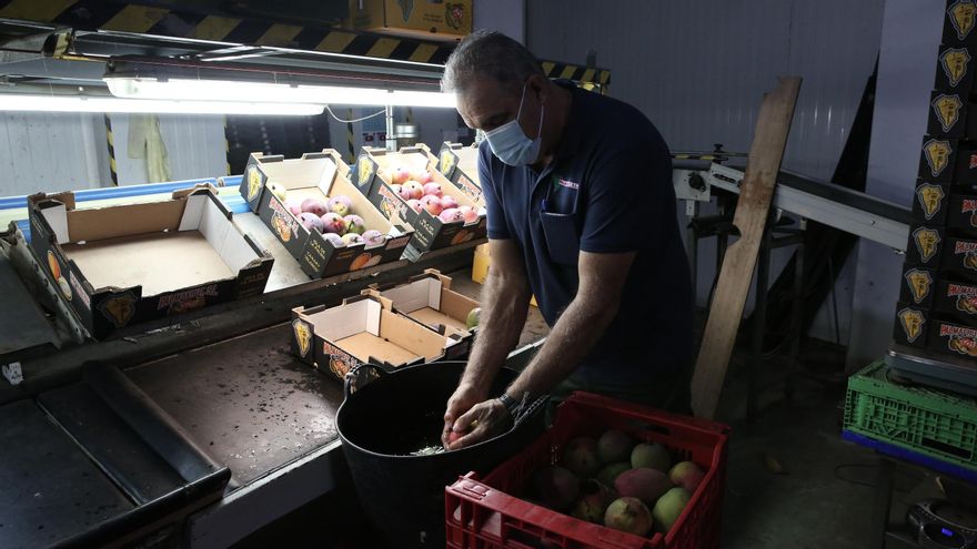 Una fruta fea a precios bajos: lo que provoca la ceniza del volcán de La Palma