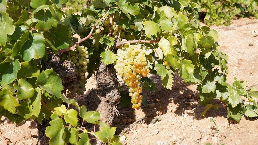 Castilla-La Mancha celebra la airén, “la uva que ha pagado los estudios de miles de manchegos a lo largo de décadas”