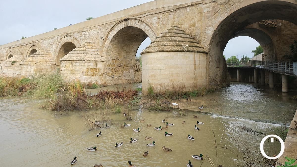 Así va el río Guadalquivir a su paso por Córdoba después de las últimas lluvias