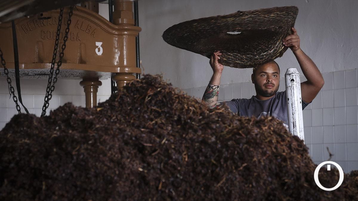 Colocación de la uva para que sea prensada