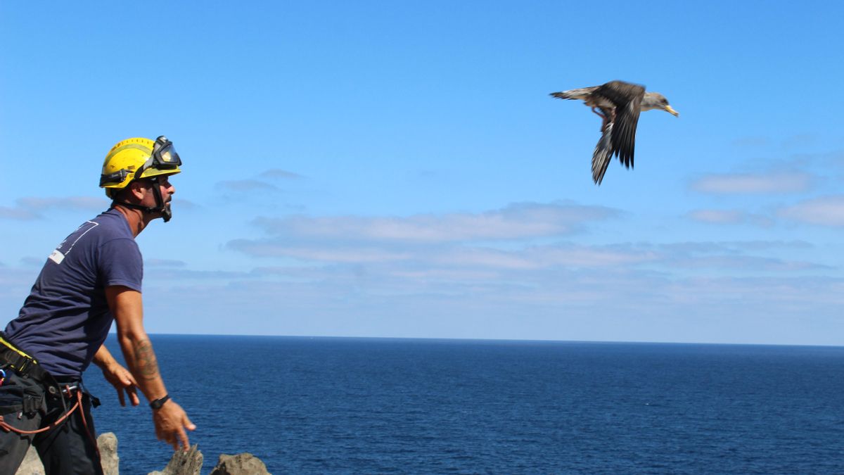 Suelta de pardelas cenicientas en La Laja, Gran Canaria.