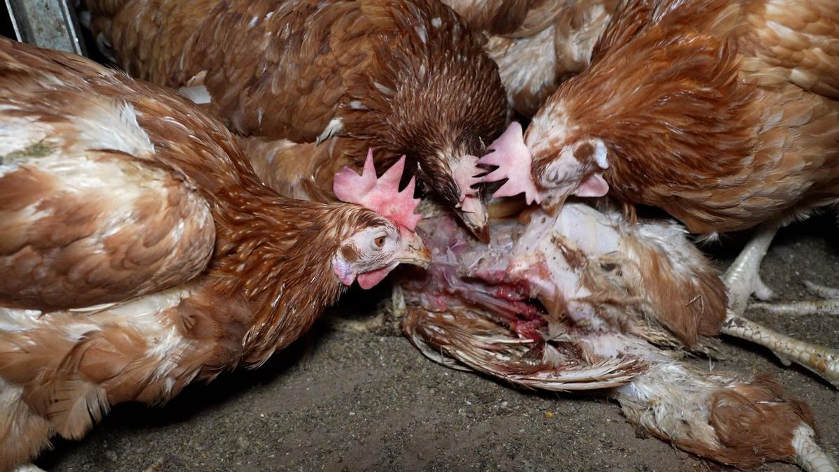 Gallinas picoteando a otra en la macrogranja, un comportamiento impropio de este animal en condiciones óptimas.