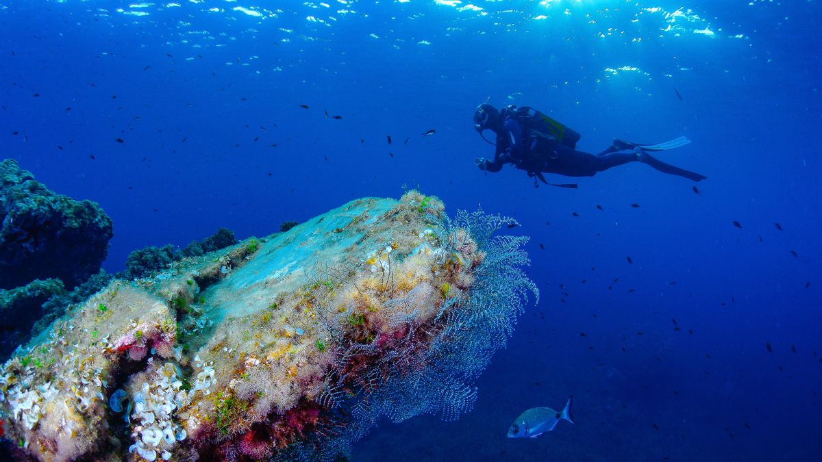 La Reserva Marina de Cabo de Palos - Islas Hormigas presenta un espectáculo único para buceadores