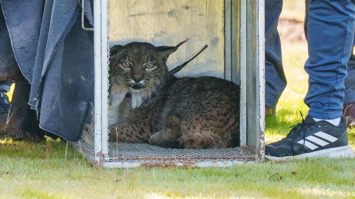 Kai, antes de salir en libertad.