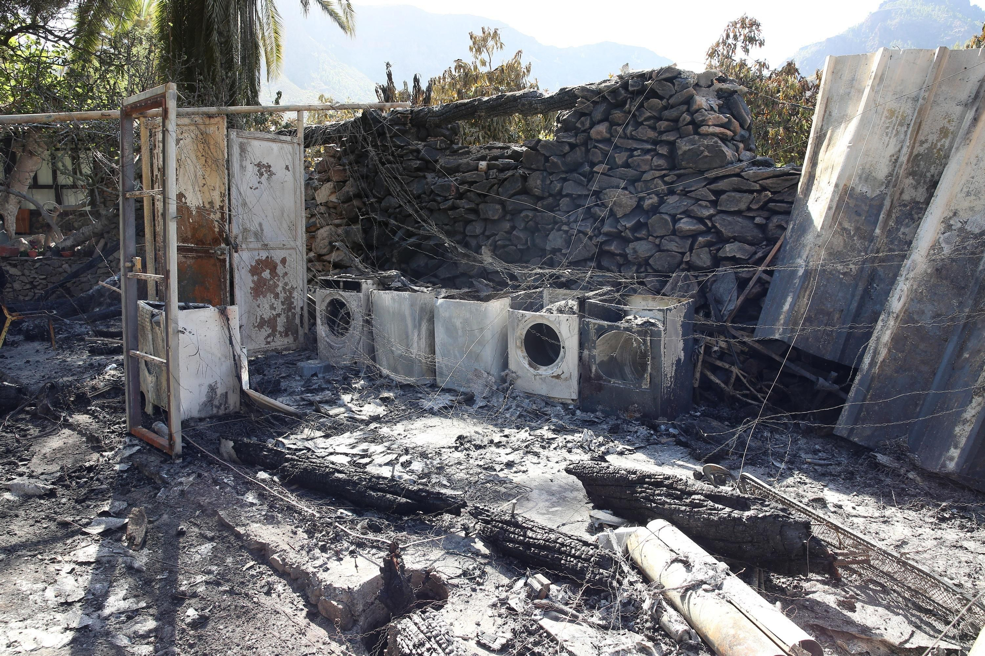 Así ha quedado el palmeral de Fataga tras el incendio declarado este sábado
