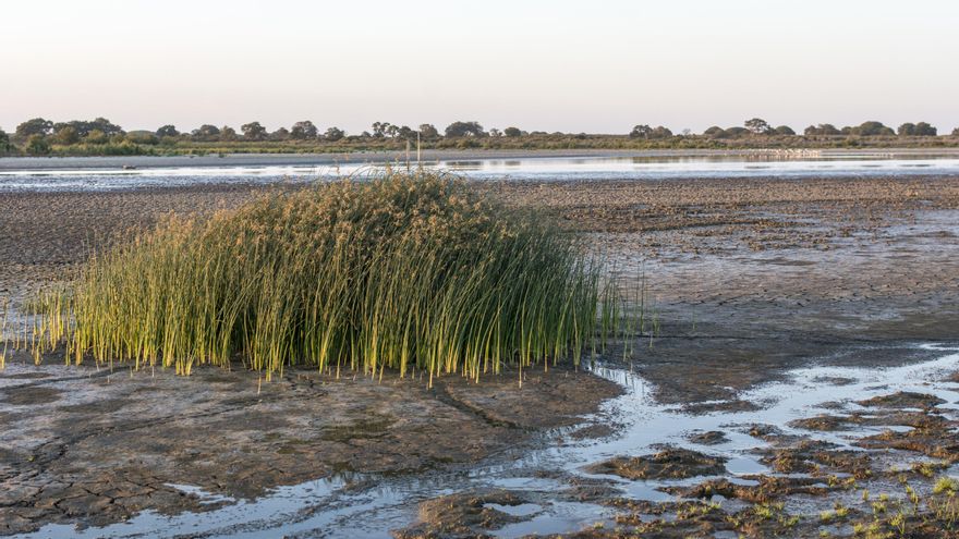 Doñana afronta otro verano en el que se secarán todas sus lagunas permanentes