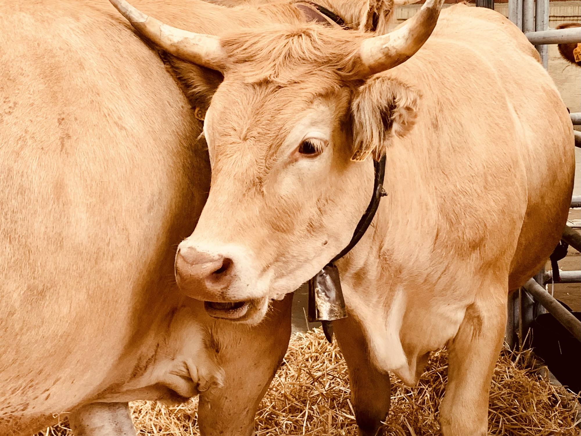 Una de las vacas expuestas en la feria