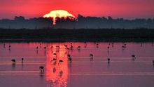 Toda la naturaleza de Veta la Palma en Doñana, hasta el 15 de enero en una exposición de Carlos Romero en Verbo