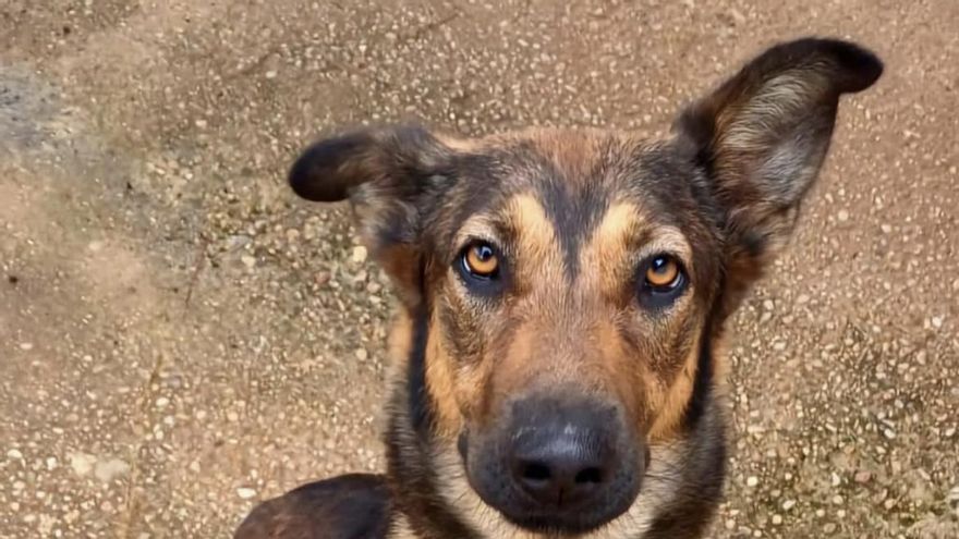 Samy, el perro víctima de la dana de Valencia que espera una familia con la que empezar de nuevo