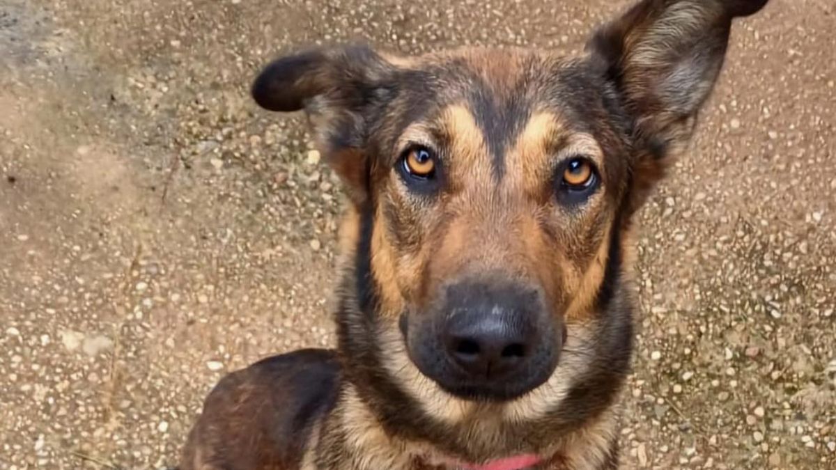 Samy espera a que alguna familia se interese por ella