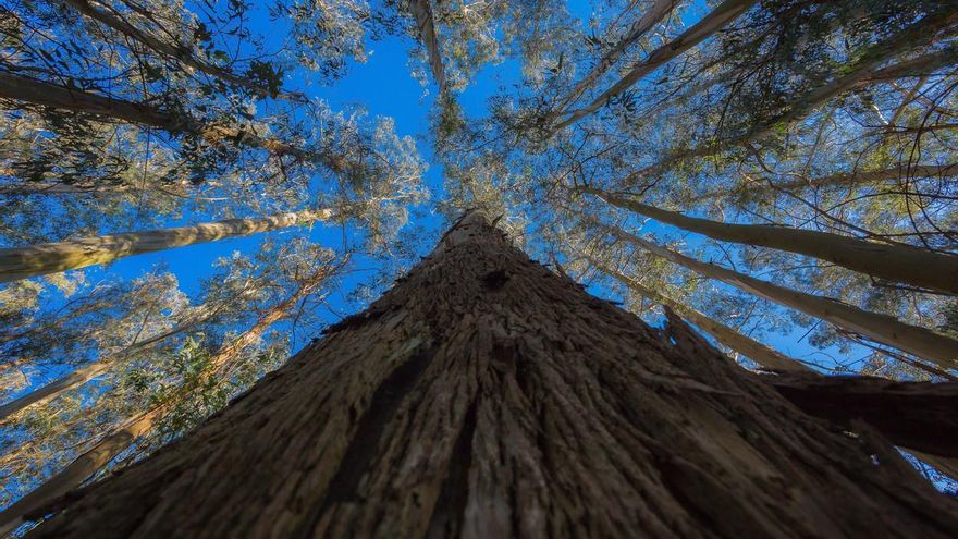 La Xunta anuncia una “moratoria temporal” de eucaliptos cuando la especie ya ocupa el doble de hectáreas de lo previsto para 2032