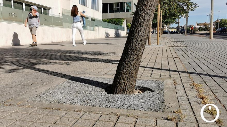 “El agua no penetra ni el suelo se airea”: los protocolos de otras ciudades sobre la cimentación de alcorques
