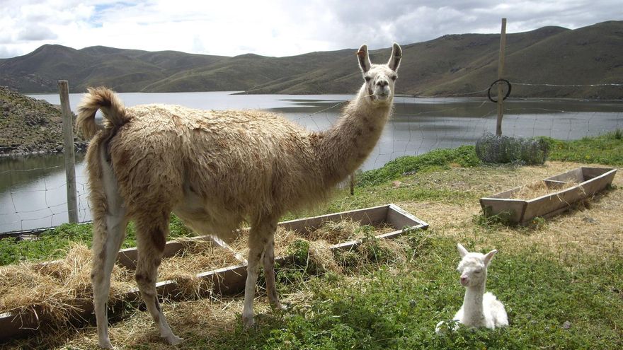 Una llama en Perú, en una fotografía de archivo.