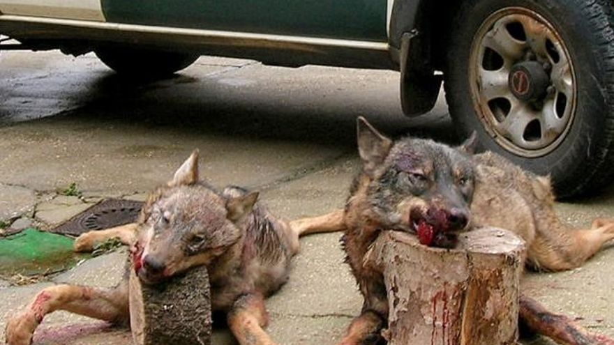 Lobos abatidos en una cacería.