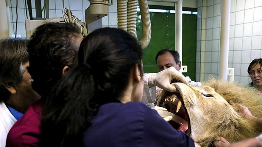 Operan con éxito a Boiki, un león de 218 kilos aquejado de una infección de colmillo