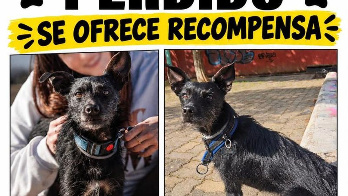 Buscan a un perro que desapareció de madrugada el pasado fin de semana durante las tormentas