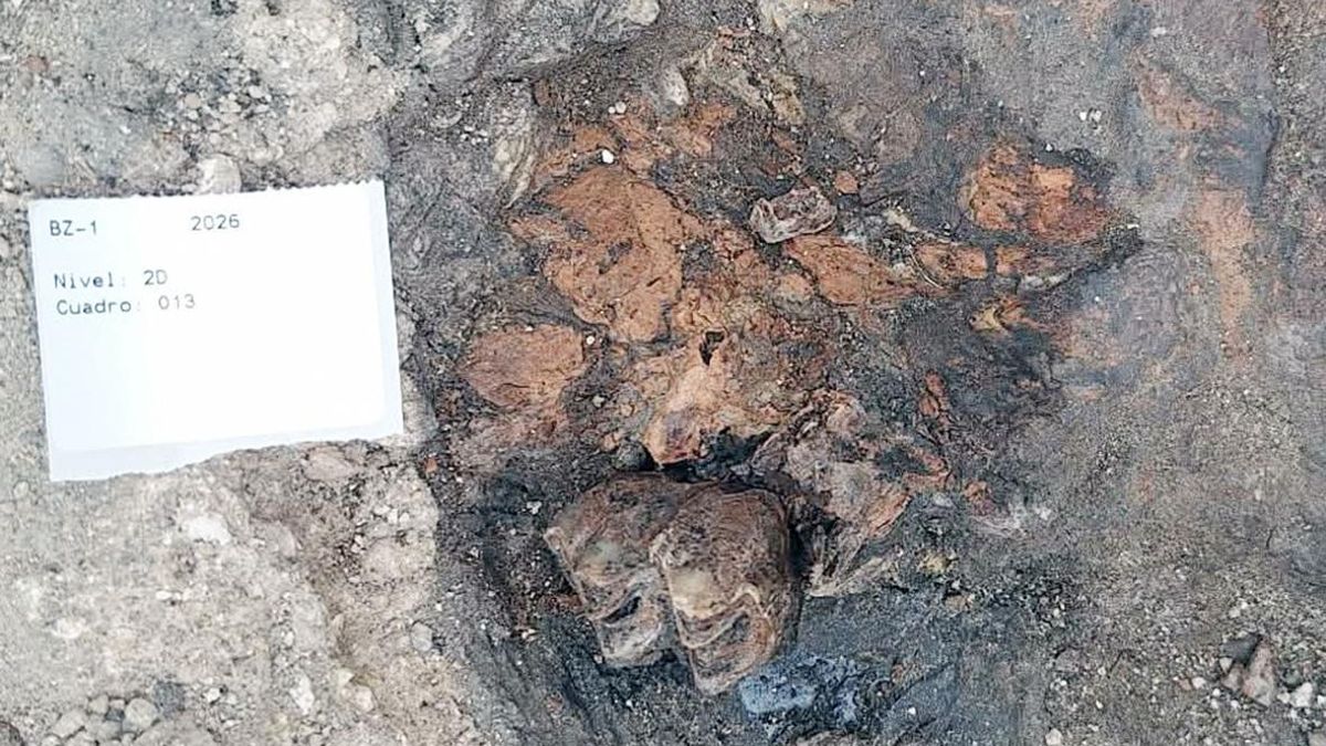 Cocodrilos, jirafas y osos gigantes: así era Granada hace 4,5 millones de años