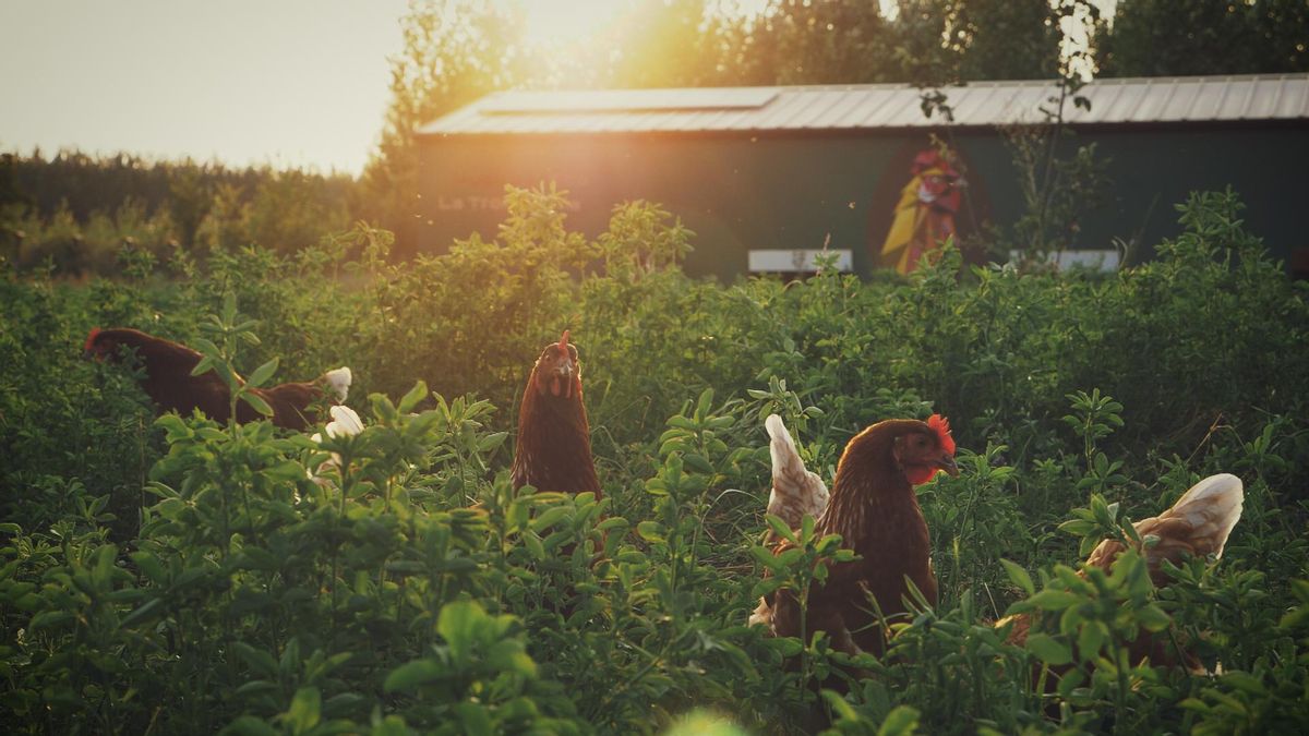 La Trompicona, la granja familiar de gallinas y huevos ecológicos de León.