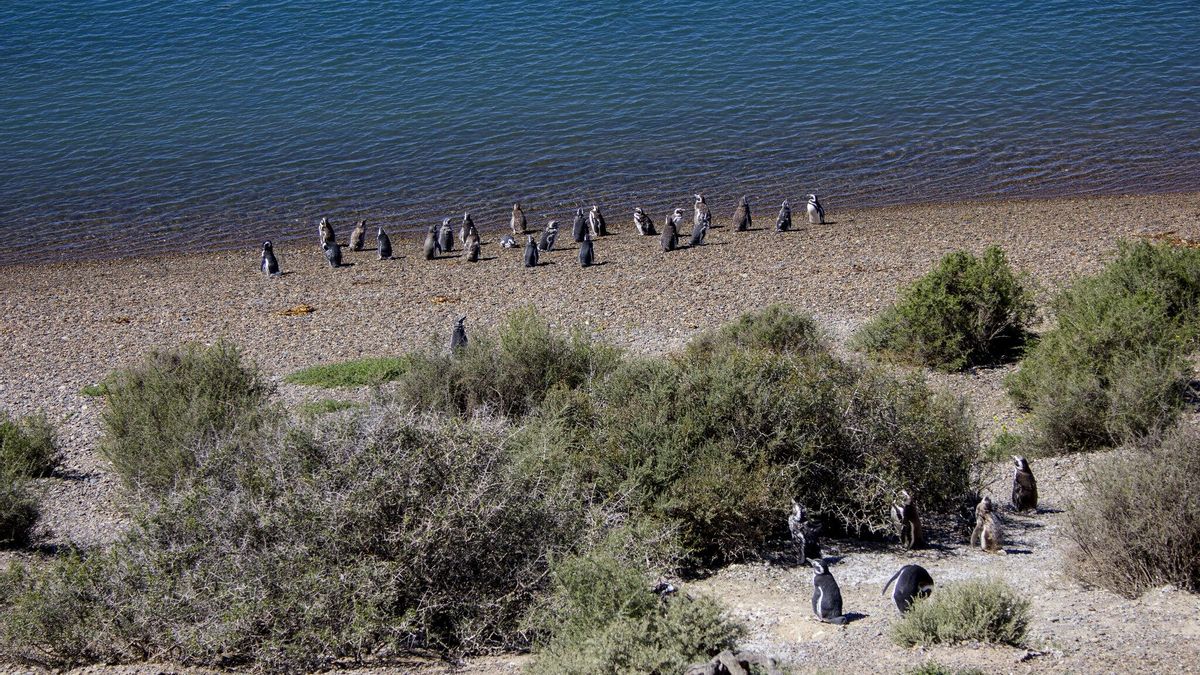 Pingüinos de Magallanes en Caleta Valdés.