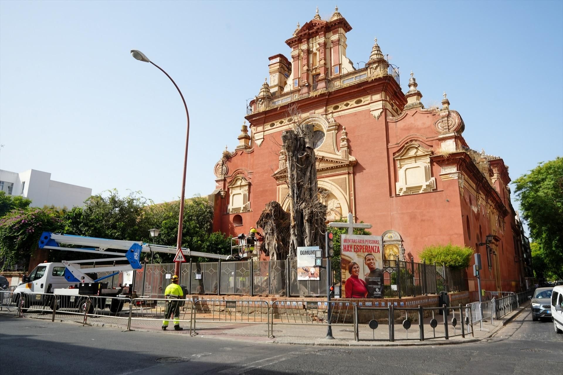 Trabajos este jueves para la eliminación definitiva del árbol.