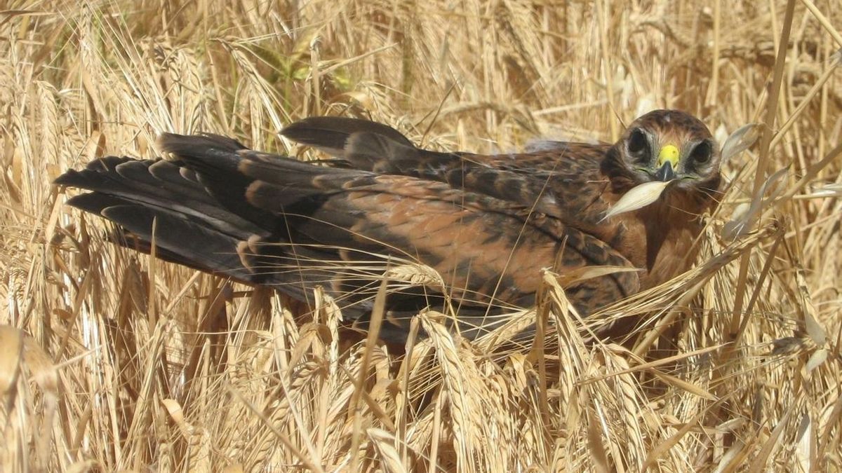 Andalucía cuenta con el mayor núcleo poblacional de aguilucho cenizo del territorio español con 693 nidos