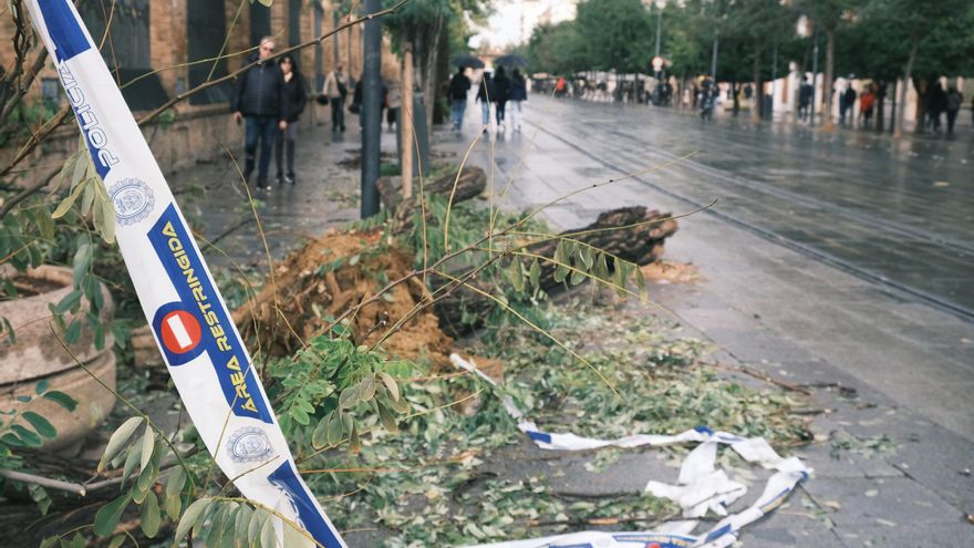 Los árboles de la calle de San Fernando también se han visto afectados