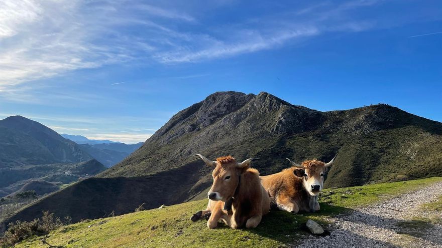 Archivo - Vacas.- Archivo