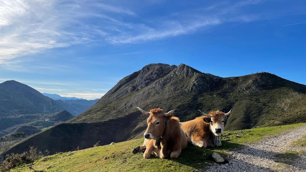 Vacas en un puerto de montaña.