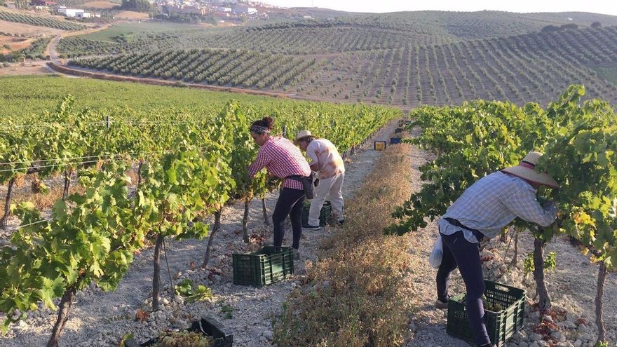 La vendimia de Montilla-Moriles, más retrasada y con una cosecha del 50% por el mildiu