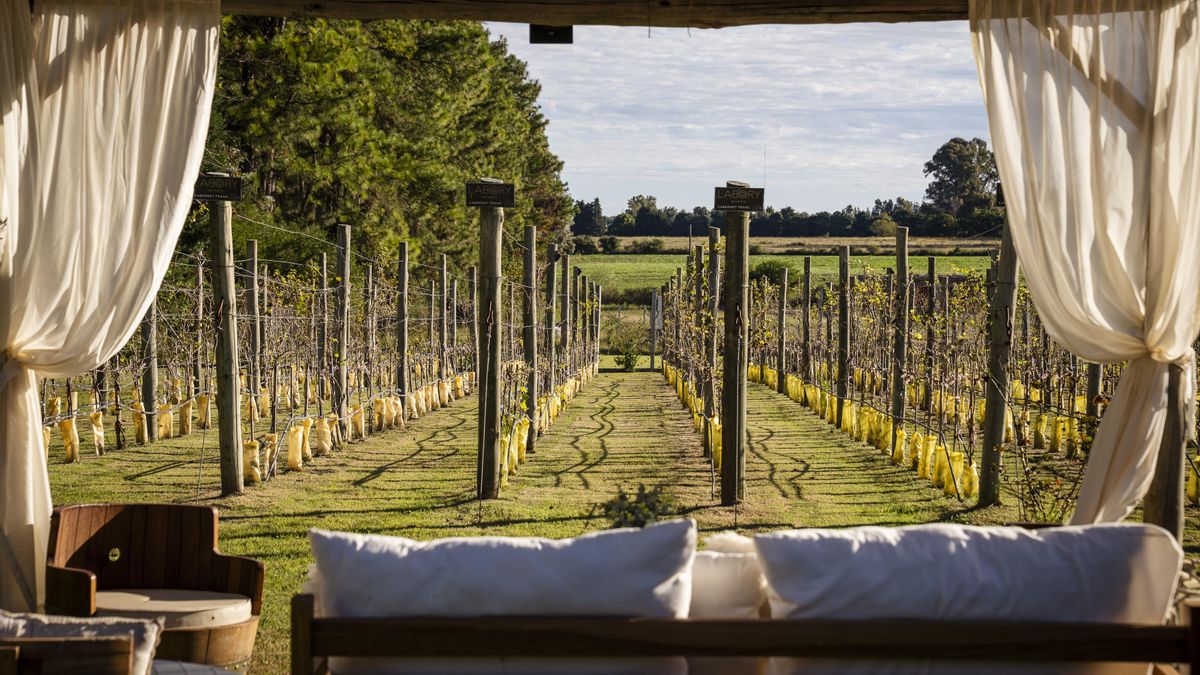 Escapadas a viñedos y olivares en el finde largo