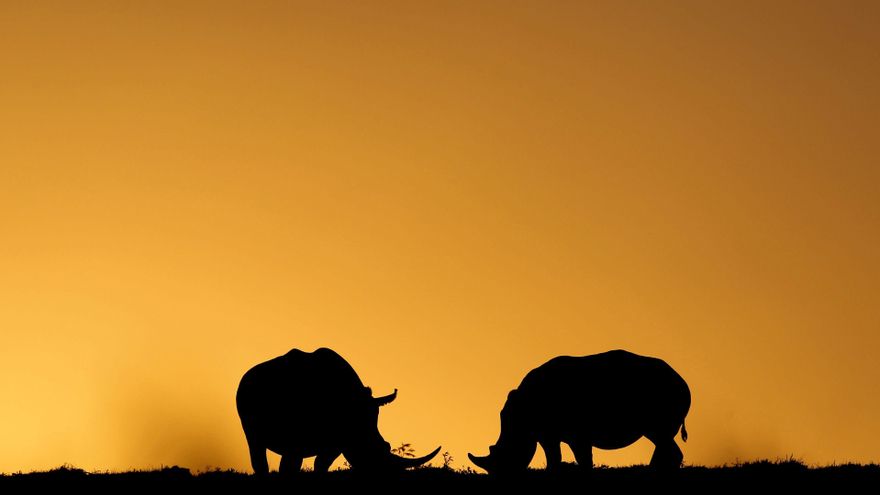 La caza furtiva de rinocerontes en Sudáfrica bajó en 2024