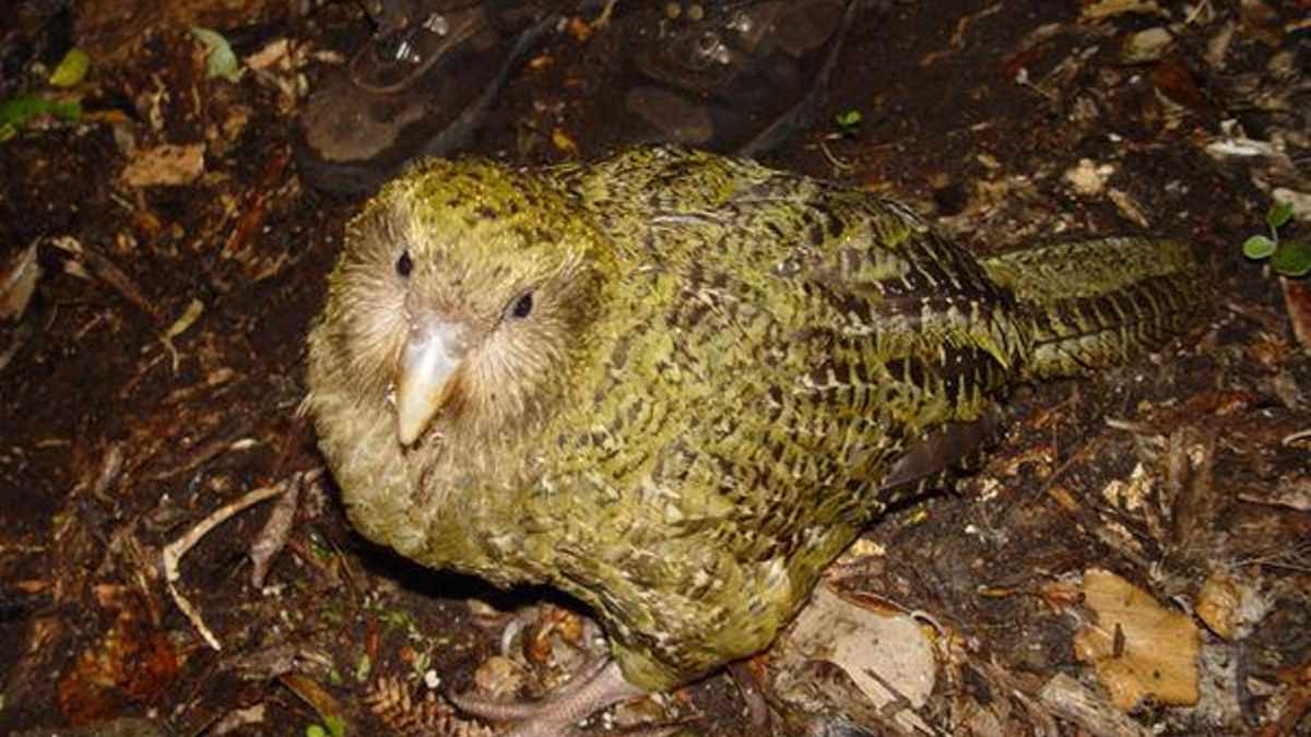 kākāpō