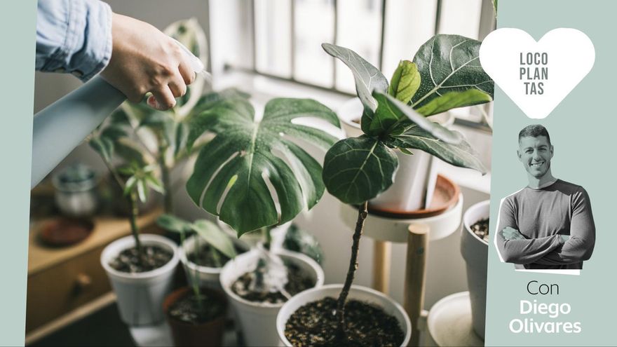 Seis plantas muy resistentes (incluso si se te da fatal cuidarlas) para llenar tu casa en 2024