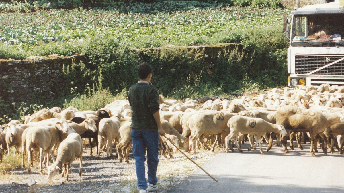 Ovejas de trashumancia en la localidad de Orallo (Villablino) hace varios años, archivo.