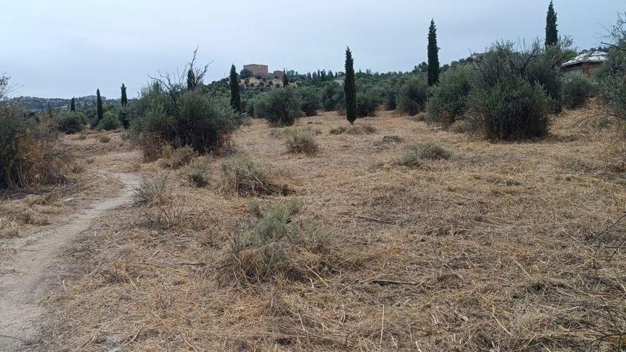 El PP y Vox “aniquilan” en Toledo un parque en restauración ecológica con más de 400 plantas autóctonas